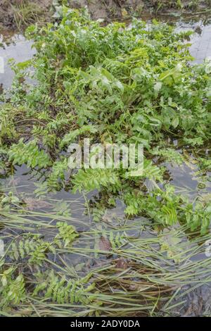 Laub von dem, was man als Berula erecta / kleiner Wasser-Pastinak ansieht, aber es könnte Fool's Watercress / Apium nodiflorum im Drainagegraben sein. SIEHE HINWEISE Stockfoto