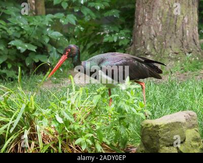 Ein schwarzstorch in Gefangenschaft. Stockfoto