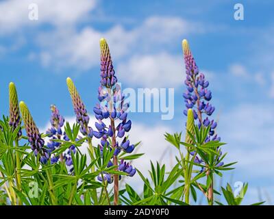 Blühenden Lupinen gegen den blauen Himmel in der Wiese Stockfoto