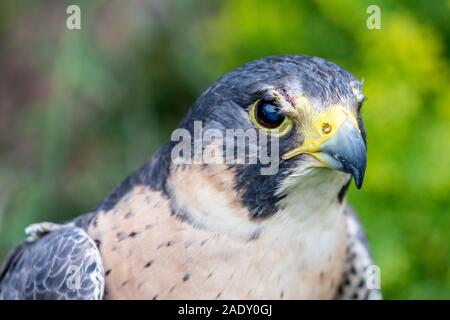 - Porträt der schönen Turmfalke, Lat. Falco Tinnunculus schließen, außerhalb posiert, verschwommenen Hintergrund in Moody Tag. Kleine Raubvogel. Suchen s Stockfoto