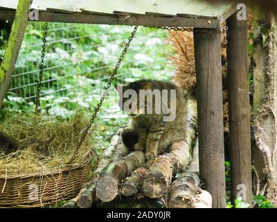 Eine schottische Wildkatze in Gefangenschaft. Stockfoto