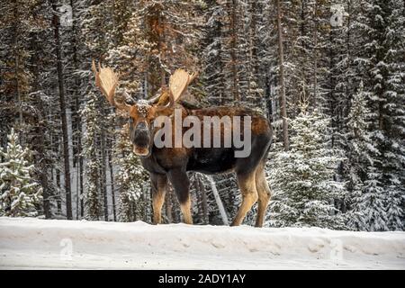 Majestätischer Elch stier (Alces alces) stehen im Schnee im Winter Forest in Jasper National Park, Alberta, Kanada Stockfoto