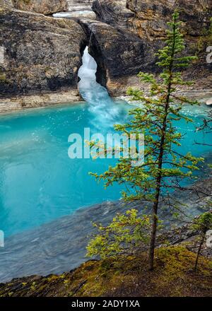 Den Kicking Horse River fließt von den Bergen herab, wurde zu einem Wasserfall, bevor es unter einer natürlichen Brücke geht, Yoho National Park, British Columbi Stockfoto