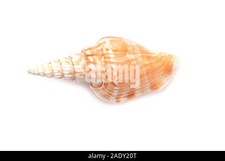 Muschel, Muschel oder Conch auf weißem Hintergrund als Dekor oder Souvenir - Ansicht von oben isoliert Stockfoto