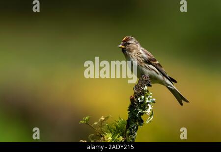 Weibliche weniger Redpoll Carduelis Cabaret. Stockfoto