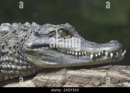 Leiter eines Spectacled Caiman in Nahaufnahme. Chester Zoo. Stockfoto