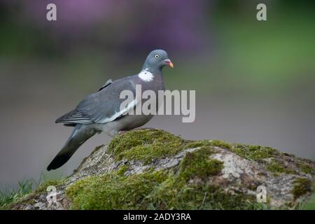 Gemeinsamen Ringeltaube Columba Palumbus. Frühling. UK Stockfoto