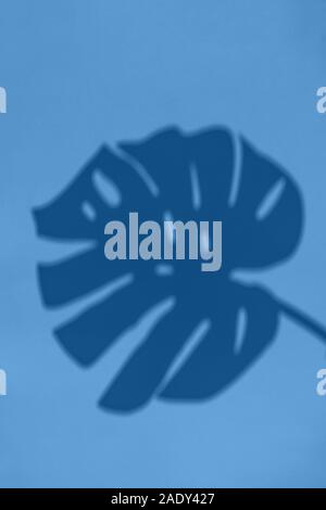 Ansicht von oben auf die Schatten der monstera Blatt auf blauem Hintergrund Stockfoto