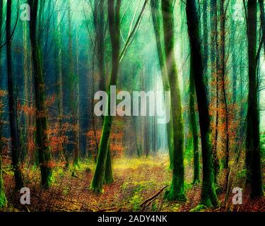 DE - Bayern: Wald Szene in der Nähe von Lenggries im Isartal Stockfoto