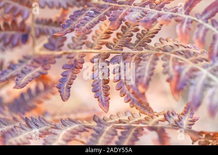 Ganz nah an den gemeinsamen Adlerfarn Pteridium aquilinum Blätter im Spätherbst. Stockfoto