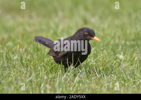 Amsel auf der Suche nach Nahrung im Gras. Stockfoto