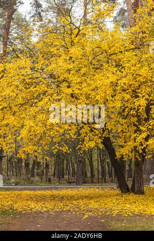 Maulbeerbaum mit goldenen Blätter im Herbst Park Stockfoto