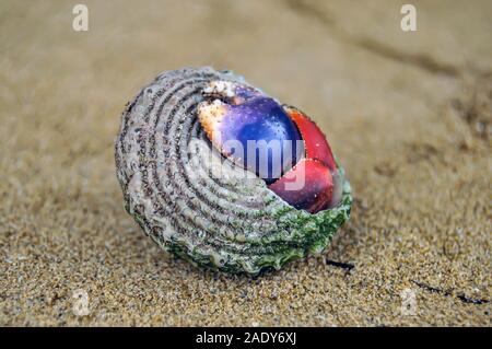 Eine bunte Hermit Crab Claw ruht auf der Shell auf einem Sandstrand Stockfoto