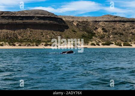 Einen Southern Right Wal auf der Halbinsel Valdes in Argentinien, Südamerika. Stockfoto