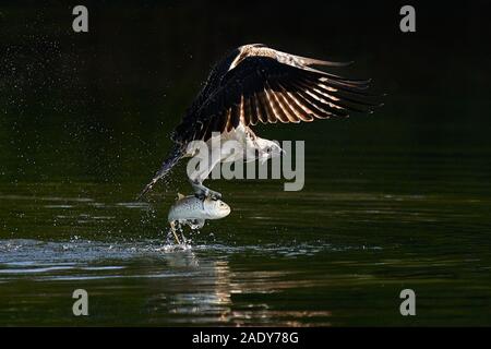 Osprey im Flug vom Wasser nach dem Fang ein Menhaden Fisch Stockfoto