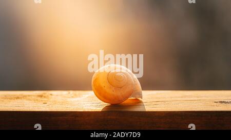 Isolierte weiße Leere Haus einer Schnecke oder grapevine Escargot liegen auf einem Holztisch und die Strahlen der Sonne sind die Beleuchtung der Shell. Stockfoto