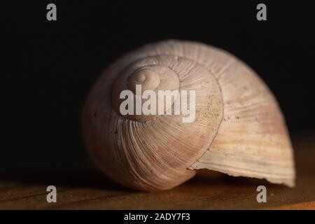 Isolierte weiße Leere Haus einer Schnecke oder grapevine Escargot liegen auf einem Holztisch und die Strahlen der Sonne sind die Beleuchtung der Shell. Stockfoto