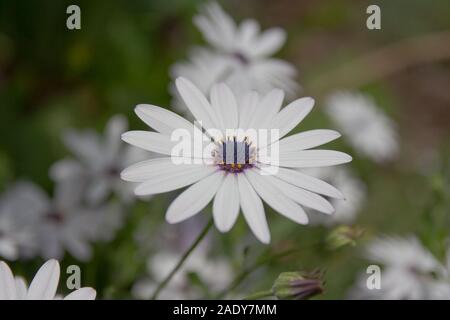 White African Daisy hautnah. Stockfoto