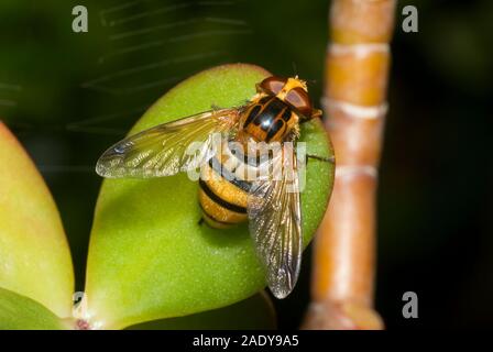 Volucella Inanis hoverfly Stockfoto