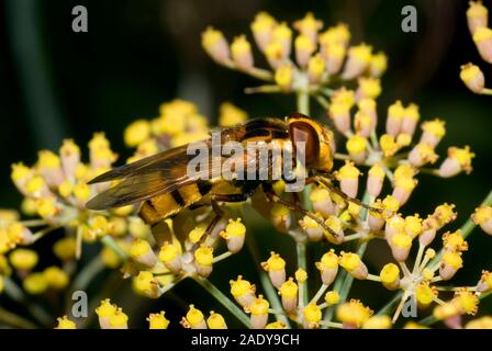 Volucella Inanis hoverfly Stockfoto