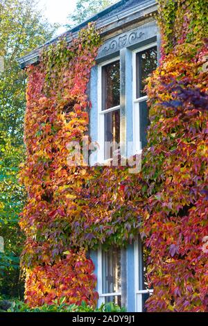 Ein Haus im Efeu in der fife Schottland abgedeckt. Stockfoto