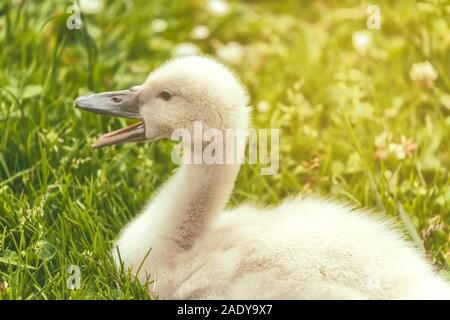 Schließen Sie bis zu einem Baby Mute swan, Shaker, Palast der Schönen Künste, San Francisco, Kalifornien, USA Stockfoto