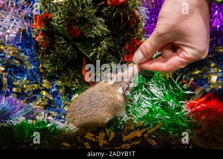 Weibliche Hand hält sie die Behandlung eines live Maus unter Neues Jahr Ornamente, Ratte oder Maus sitzt ein Symbol 2020 Nach dem chinesischen Tierkreis Stockfoto