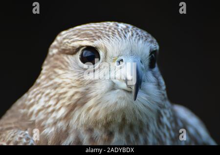 Nahaufnahme von saker Falcon (Falco cherrug) gegen den dunklen Hintergrund Stockfoto