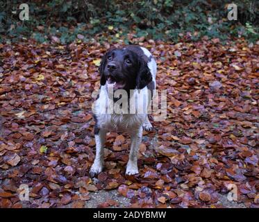 Rosie Herbst Hund Stockfoto
