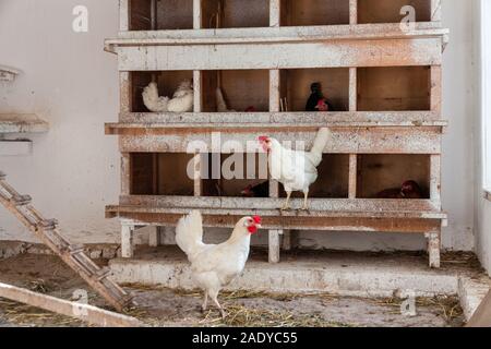 Ein Huhn Vieh auf einem Bauernhof in Deutschland Stockfoto
