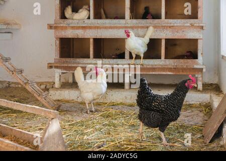 Ein Huhn Vieh auf einem Bauernhof in Deutschland Stockfoto