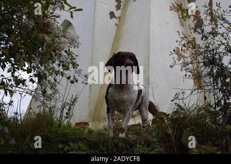 Rosie Farley montieren Stockfoto