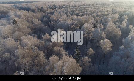 Luftaufnahme Wald bedeckt Schnee, Frost. Gefrorene Äste mit Raureif im Winter Wald an einem sonnigen Tag Winterlandschaft Stockfoto