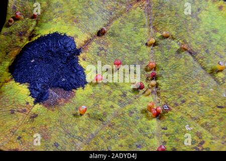 Makro des Maple Leaf mit Ahorn zerknittert Schorf auch als Tar-Spot und Galle Milben. Stockfoto