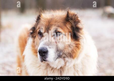 Ein älterer Hund sieht aus wie St. Bernhard, im Freien während des Tages. Stockfoto