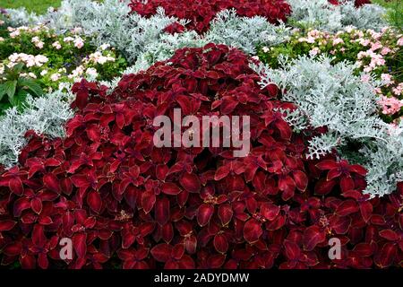 Coleus solenostemon Assistenten samt Rot, zinerarie Silber Staub, tropischen tropicals, jährliche, Jahrbücher, bett, betten, Display, Garten, Gärten, Grenze, Mix, Gemischt, Kamm Stockfoto