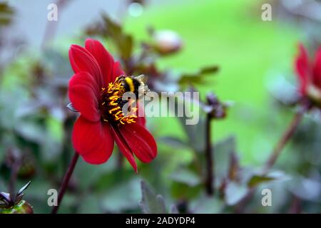 Dahlie Bischof von Canterbury, Pfingstrose Dahlia, lila Pflaume Blume, Blumen, Blüten, dunkles Laub, RM Floral Stockfoto