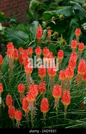 Kniphofia caulescens, red hot Poker, gemischten, Grenze, Bepflanzung, mehrjährig, Stauden, Blumen, Blumen, Blume, RM Floral Stockfoto