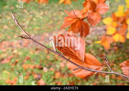 Der Herbst geht auf eine Perücke Stockfoto