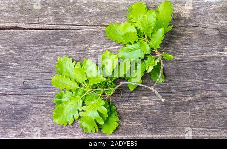 Grüne Eiche Zweig liegt auf einer hölzernen Hintergrund. Im Frühling oder im Sommer zur strukturierten Hintergrund. Stockfoto