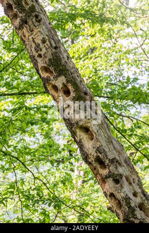 Bohrungen in einem trockenen Baum aus der Arbeit der Specht. Der Stamm eines alten trockenen Baum mit Bohrungen aus der Arbeit der Specht Stockfoto