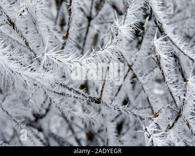 Gefrorene Zweig im Winter Natur, Einfrieren Kristalle auf dem Zweig Stockfoto