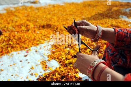 (191205) - Jammu, Dez. 5, 2019 (Xinhua) - eine Frau arbeitet in einem Workshop, wie Sie führt verschiedene Aufgaben Der auswahloptionsfenster, Schneiden, Trocknung und Verarbeitung blumen Räucherstäbchen in Jammu, der Winter, die Hauptstadt der Indischen zu machen - Kaschmir gesteuert, am Dez. 5, 2019. Die Blumen gesammelt aus verschiedenen Tempel und Schreine sind Räucherstäbchen vorgenommen werden, während früher, die Blumen waren in Tawi Fluss und Ranbir Kanal entleert. Die Idee wurde für zwei Zwecke des Haltens Tawi Fluss, Ranbir Kanal und andere Gewässer sauber durchgeführt, sowie eine menschenwürdige Beschäftigung für Frauen aus wirtschaftlich-w Stockfoto