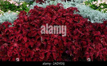 Coleus solenostemon Assistenten samt Rot, zinerarie Silber Staub, tropischen tropicals, jährliche, Jahrbücher, bett, betten, Display, Garten, Gärten, Grenze, Mix, Gemischt, Kamm Stockfoto