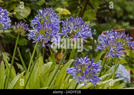 Agapanthus-Pflanze in Blüte auf natürlichem Hintergrund Stockfoto