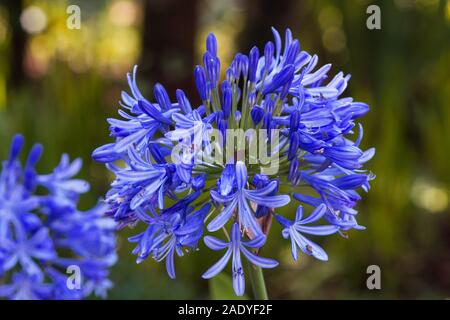 Agapanthus Pflanze in voller Blüte Stockfoto