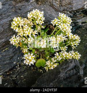 Gemeinsame Skorbut Gras (Cochlearia officinalis) Pflanzen und Blumen wachsen auf dunklen Felsen an der Küste, Schottland, Großbritannien Stockfoto