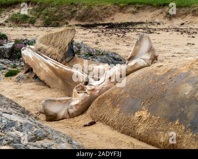 Der Schädel des toten Baleen-Fin-Wals (Balaenoptera physalus) am Strand von Kiloran mit Filterkamm im Mundbereich, Insel Colonsay, Schottland, Vereinigtes Königreich Stockfoto