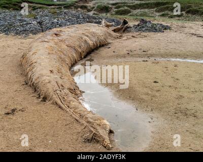 Der Körper eines toten Baleen Finnwal (Balaenoptera physalus) gewaschen auf Kiloran Strand, Insel Colonsay, Schottland, Großbritannien Stockfoto