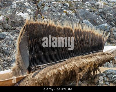 Detail der Filter comb Mundwerkzeuge der Toten Baleen Finnwal (Balaenoptera physalus) gewaschen auf Kiloran Strand, Insel Colonsay, Schottland, Großbritannien Stockfoto